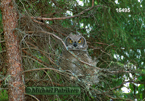 Bubo virginianus
